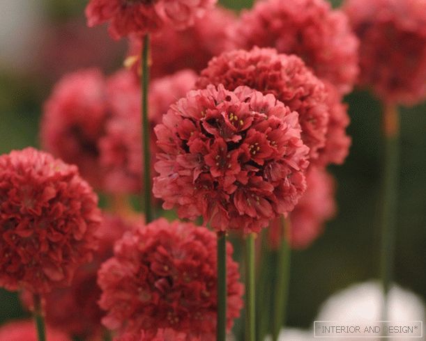 Armeria - jasny bukiet w twoim ogrodzie