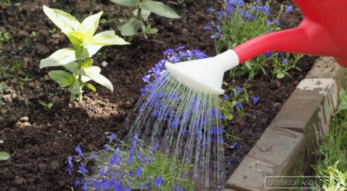 Lobelia: sadzenie, hodowla i pielęgnacja