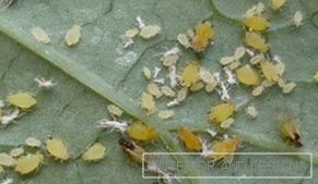 Mszyca - zdjęcia owadów na liściu ogórka