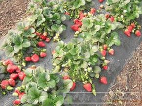 Jak hodować warzywa w szklarni